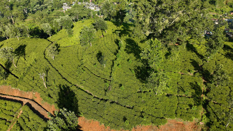 Balangoda Estate